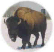 American Reform Party's Buffalo