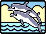 National Disability Party's Dolphin