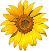 Green Party's Sunflower