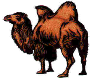 Prohibition Party Camel